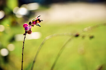 pink flower in the grass