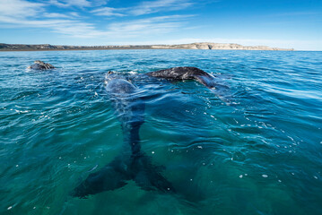Obraz premium Southern Right Whale, Eubalaena australis, and her young calf in the shallow protected waters of the Nuevo Gulf, Valdez Peninsula, Argentina, a UNESCO World Heritage site.
