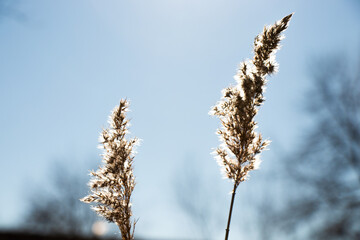 dry grass against the sky