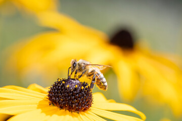 Bee - Apis mellifera - pollinates Rudbeckia fulgida