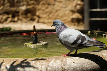 pigeon in the city