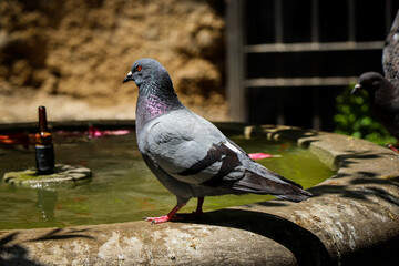 pigeon in the park