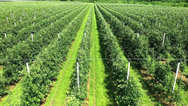 A View Of The Seedlings Of Trees From The Air, Flying Over Tree Seedlings, A Garden Center