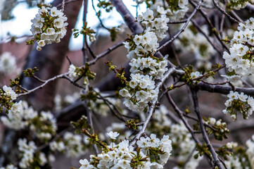 blossoming apple tree