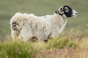 Naklejka premium Close up of a Swaledale ewe, or female sheep, facing right in rough grassland on open grouse moor. Swaledale sheep are a hardy breed and native to this area of North Yorkshire. Horizontal.