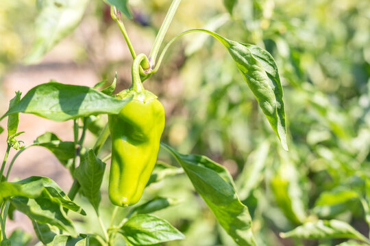 View of the cubanelle pepper or anaheim pepper in the branch and field. It is considered a sweet pepper, though it can have a touch of heat. It is a light green pepper used in general cooking.