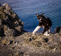 Domestic cat with no tail in Abu Dhabi beach.