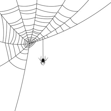Spider hanging down from spiderweb.