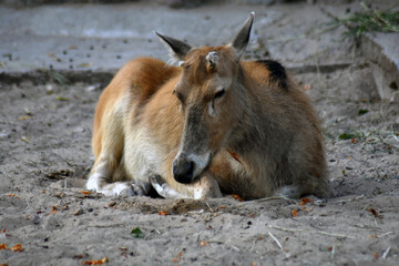 Fototapeta premium animals in the zoo