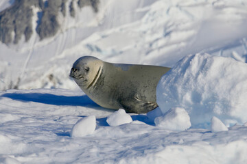 Cute crabeater seal on snow, closeup in ice landscape, Antarctica
