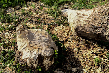 Die Biberzahnkennzeichen auf einem Baumstamm, Baum zerfressen durch den Biber.