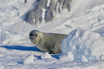 Friendly looking crabeater seal on snow, closeup in ice landscape, Antarctica