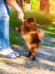 The Pomeranian stands on its hind legs. The dog takes the treat from his hands.
