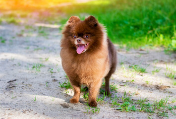 Amazing portrait of a young dog (Pomeranian) during sunset in the grass. Spitz cheerful in the grass.