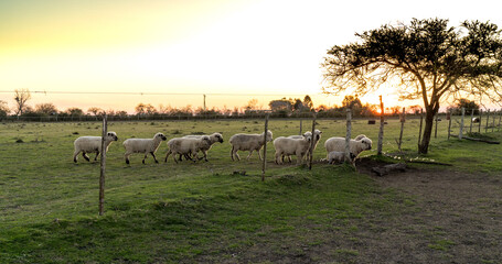 White sheep on the farm with beautiful sunset.