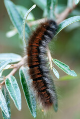 Brombeerspinner Raupe