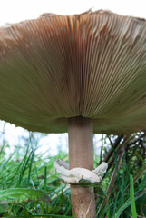 Lamellenpilz