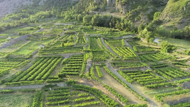 Aerial view of vineyards, Morgex, Aosta Valley, Italy