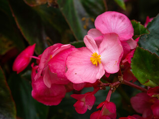 Naklejka premium Pink Begonia Semperflorens blooming, closeup with selective focus and copy space