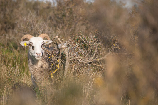 versteckter Widder - wei&szlig;er Schafbock mit gedrehten H&ouml;rnern versteckt hinter trockenem Geb&uuml;sch