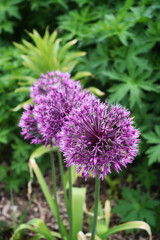 purple flower of an allium 