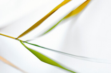 A reed leaf on a white background.