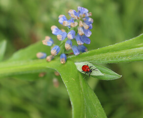 closeup of red lily beetle/ scarlet lily beetle (Lilioceris lilii) on a leaf with flower in background