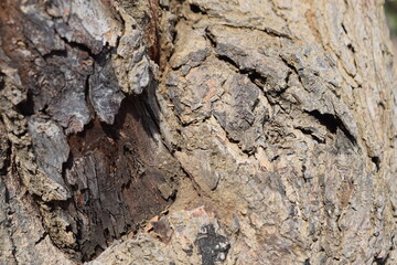 imagen fotográfica de alta calidad mostrando la textura de la corteza de un árbol.