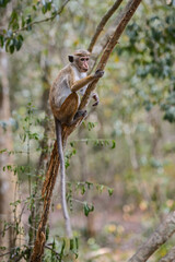 Toque Macaque - Macaca sinica, common primate from Asian forests, Sri Lanka.