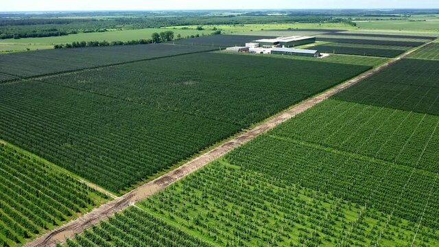 A View Of The Seedlings Of Trees From The Air, Flying Over Tree Seedlings, A Garden Center