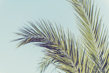 Closeup of branches of coconut palms trees in the instagram style