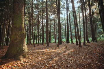 Evening in the light blue forest