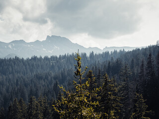 Mhystic forests near Flumserberg