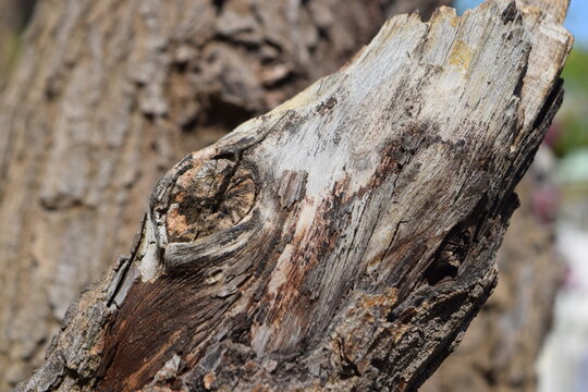 imagen fotogr&aacute;fica de alta calidad mostrando la textura de la corteza de un &aacute;rbol. 
