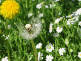 dandelion with seeds in the grass