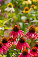 close-up of red coneflowers (echinacea) in full bloom