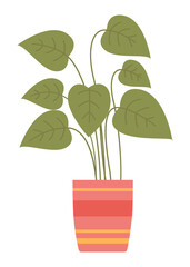 Obraz premium Pot with houseplant isolated at white background. Vector flowerpot of decorative green plant with short leaves in ceramic pot. Indoor plant concept of domestic greenery. Icon for home interior plant