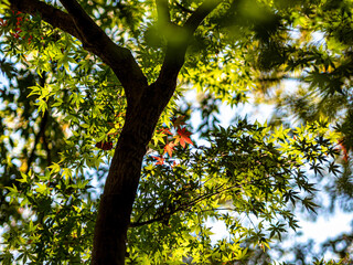 【秋イメージ】鮮やかな紅葉