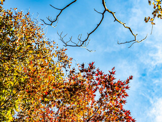 【秋イメージ】鮮やかな紅葉