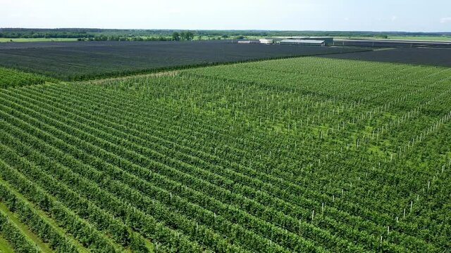 A View Of The Seedlings Of Trees From The Air, Flying Over Tree Seedlings, A Garden Center