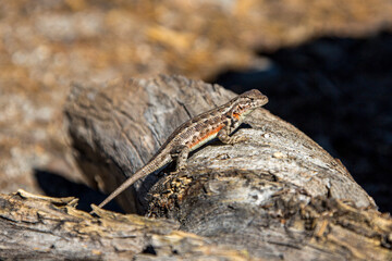 Zaunleguan (Sceloporus undulatus) im Sequoia National Forest, Kalifornien, USA
