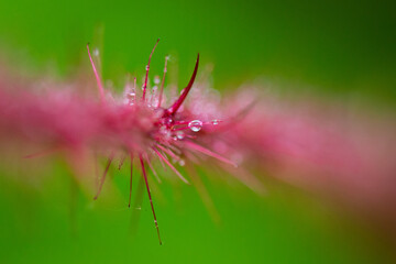 pink flower with dew drops

