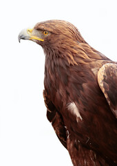 portrait of a golden eagle on white background