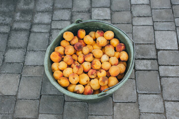 Lots of orange, yellow ripe apricots in a plastic bucket, top view. Excellent, good fruit harvest.