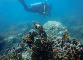 Fototapeta premium underwater world of the South China Sea