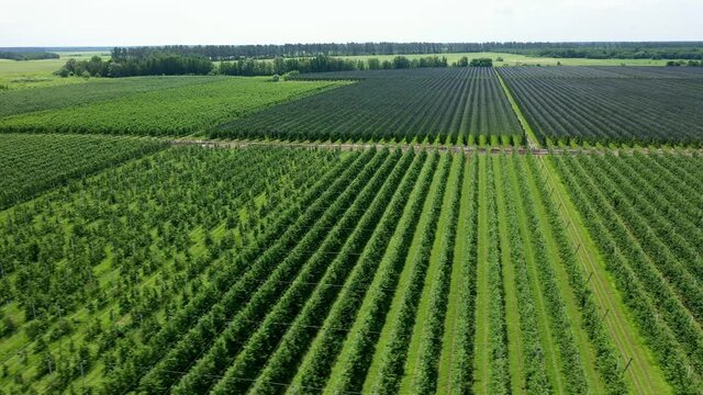 A View Of The Seedlings Of Trees From The Air, Flying Over Tree Seedlings, A Garden Center