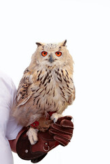 portrait of a snowy owl on white background