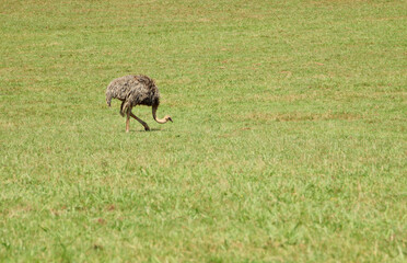 Naklejka na ściany i meble An ostrich eating grass in the middle of the meadow