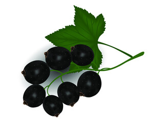 Berries of black currant with green leaf.