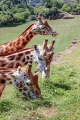 Portrait of three beautifull giraffes eating together